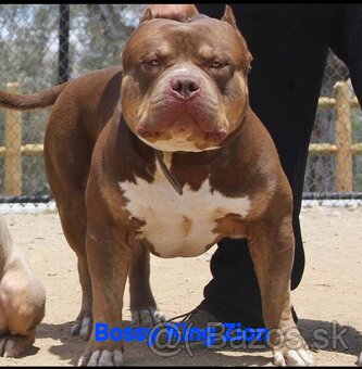 AMERICAN BULLY - 9