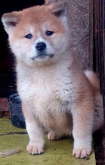 Šteniatko Akita Inu - 9