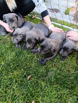 Cane corso modré šteniatka - 9