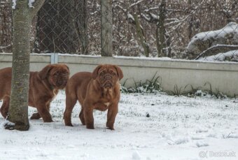 Bordeauxská doga, Dogue de Bordeaux, Bordo doga - 9