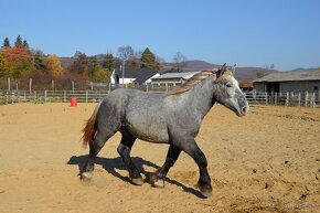 Žrebec na predaj - Percheron - 9