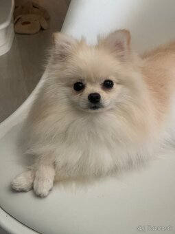 Pomeranian Spitz - trpaslík je chlapec a dívka. - 9