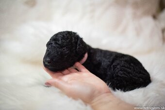 Curly Coated Retriever s PP - 9