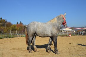 Predám ťažného koňa - Percheron - 9