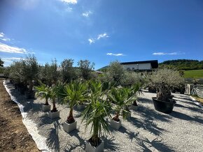 Palma WASHINGTONIA ROBUSTA,TRACHYCARPUS FORTUNEI - 9