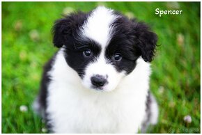 Border Collie Border Kolia s PP FCI - 9