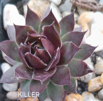 Skalné ruže - sempervivum - 9