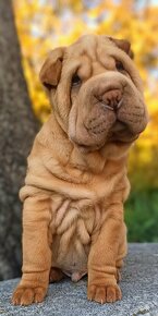 Šarpej, Sharpej, Shar-pei s PP - 9