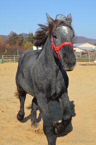 Predám žrebca - Percheron - 9