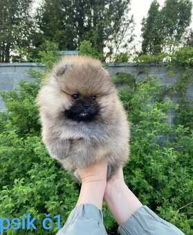 Pomeranian mini Boo - 9