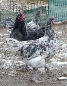 Australorp kohuty - 9