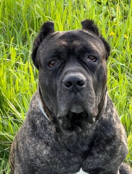 Výnimočné šteniatka americký bandog s rodokmeňom - 9