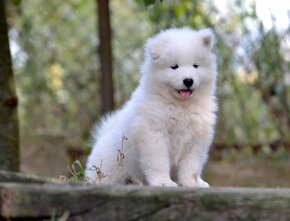 Samojed s PP LA TORRE ROJA - 9