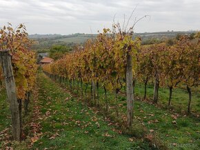 Mužliansky vrch - predáme chatku s udržiavaným viničom v - 9