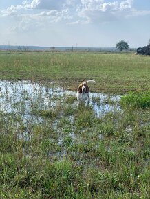 Basset Hound Bicolor - 9