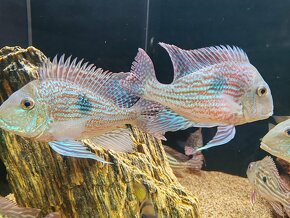 Geophagus Sveni WF - 9