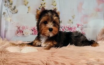 Yorkshire terrier, Yorkshire,York s PP - 9