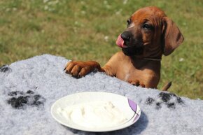 CHS Malumiwanga Rhodesian Ridgeback - 9