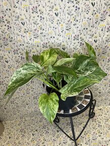 Epipremnum Marble QUEEN - 9