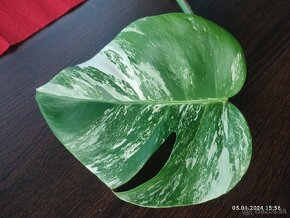 Monstera Albo - odrezky aj zakorenené...od 10€ - 9