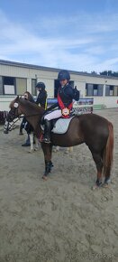 Prodej pony s TOP povahou - 9