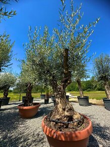 Olivovník európsky (Olea europaea) - 9